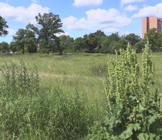 PLAGA KOMARÓW W TARNOBRZEGU – JAKIE BĘDĄ KOLEJNE DZIAŁANIA?