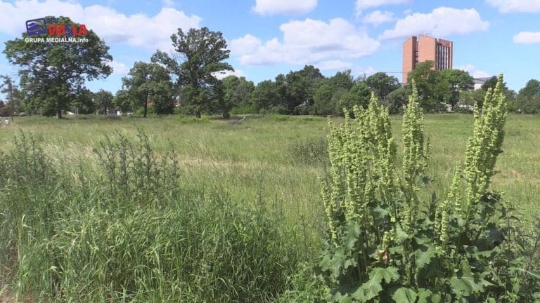 PLAGA KOMARÓW W TARNOBRZEGU – JAKIE BĘDĄ KOLEJNE DZIAŁANIA?