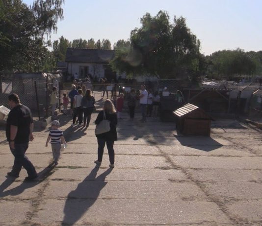 PRZYGARNIJ PUPILA ZE SCHRONISKA – W MACHOWIE OTWORZYLI DRZWI