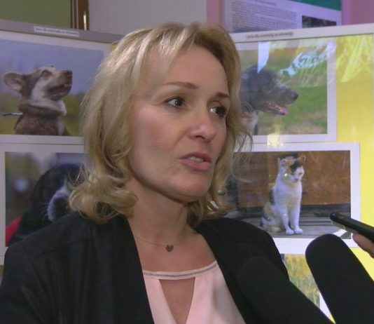 SERCE DLA ZWIERZAKA ZE SCHRONISKA – PSY I KOTY NA ZDJĘCIACH