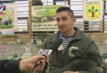 KRÓLIKI WIEDEŃSKIE W ROLI GŁÓWNEJ – REKORDOWA WYSTAWA W NOWEJ DĘBIE