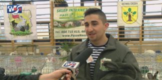 KRÓLIKI WIEDEŃSKIE W ROLI GŁÓWNEJ – REKORDOWA WYSTAWA W NOWEJ DĘBIE