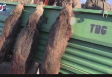 WIRUS ASF W TARNOBRZEGU – JAKIE NIESIE ZE SOBĄ ZAGROŻENIE?