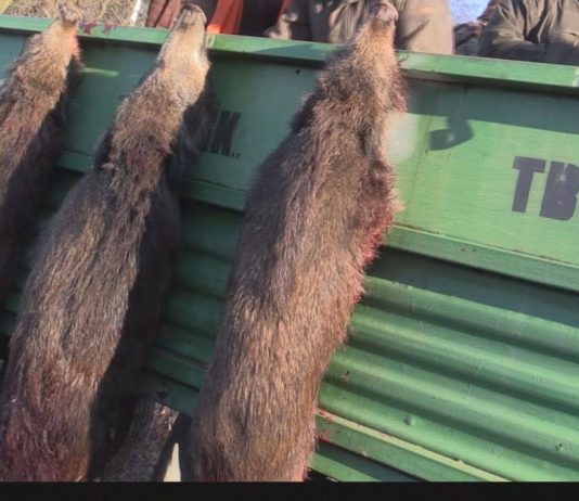 WIRUS ASF W TARNOBRZEGU – JAKIE NIESIE ZE SOBĄ ZAGROŻENIE?