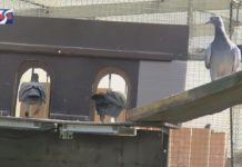 MŁODE GOŁĘBIE W AKCJI – HODOWCY ORGANIZUJĄ KOLEJNE LOTY