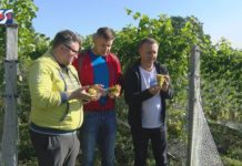 WIELKIE WINOBRANIE ROZPOCZĘTE – PRACOWITY OKRES W SANDOMIERSKICH WINNICACH