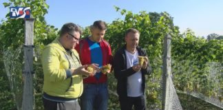 WIELKIE WINOBRANIE ROZPOCZĘTE – PRACOWITY OKRES W SANDOMIERSKICH WINNICACH