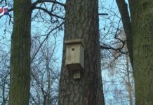 POMOC DLA STRAŻNIKÓW LASU – BUDKI LĘGOWE DLA PTAKÓW