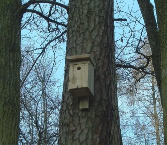 POMOC DLA STRAŻNIKÓW LASU – BUDKI LĘGOWE DLA PTAKÓW
