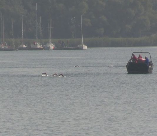 DŁUGODYSTANSOWE ZAWODY PŁYWACKIE – RYWALIZACJA W JEZIORZE TARNOBRZESKIM