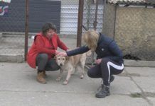 NIOSĄ POMOC POKRZYWDZONYM ZWIERZAKOM – GORĄCY OKRES U MACHOWIAKÓW