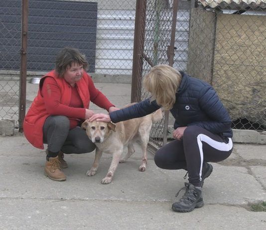 NIOSĄ POMOC POKRZYWDZONYM ZWIERZAKOM – GORĄCY OKRES U MACHOWIAKÓW