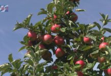 KRAJOWA GRUPA SPOŻYWCZA – CZY ŻYWNOŚĆ BĘDZIE TAŃSZA?