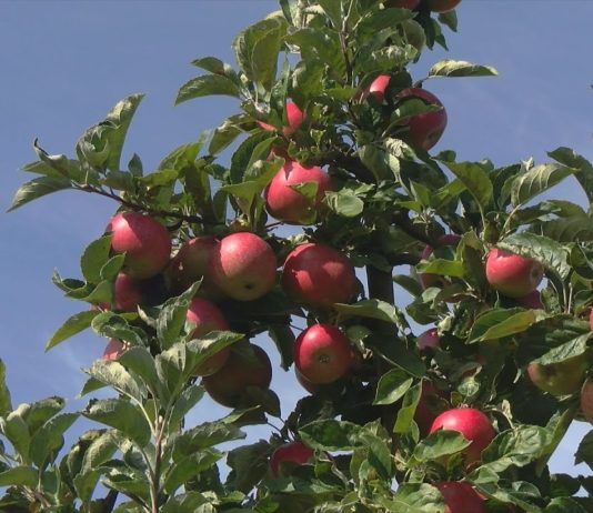 KRAJOWA GRUPA SPOŻYWCZA – CZY ŻYWNOŚĆ BĘDZIE TAŃSZA?