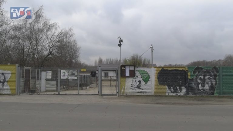 ZAMIESZANIE W MACHOWIE – KTO RZĄDZI W SCHRONISKU?
