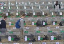 ZAPREZENTOWALI KRÓLIKI WIEDEŃSKIE – MIĘDZYNARODOWA WYSTAWA W NOWEJ DĘBIE