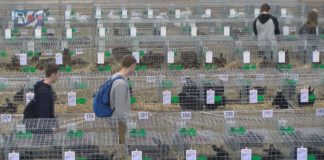 ZAPREZENTOWALI KRÓLIKI WIEDEŃSKIE – MIĘDZYNARODOWA WYSTAWA W NOWEJ DĘBIE