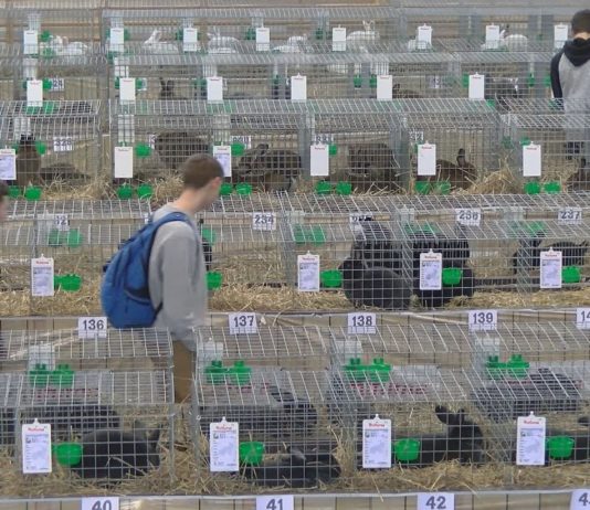 ZAPREZENTOWALI KRÓLIKI WIEDEŃSKIE – MIĘDZYNARODOWA WYSTAWA W NOWEJ DĘBIE