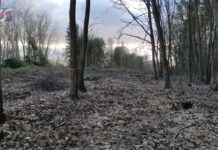 ZWIERZYNIEC MA ZOSTAĆ OSZCZĘDZONY – JAK WYGLĄDA NOWY PLAN URZĄDZANIA LASU?