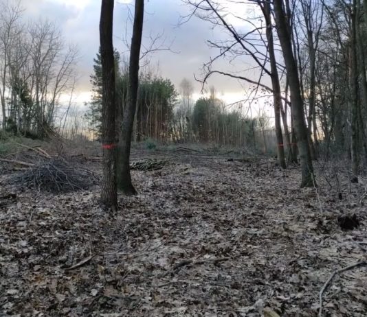 ZWIERZYNIEC MA ZOSTAĆ OSZCZĘDZONY – JAK WYGLĄDA NOWY PLAN URZĄDZANIA LASU?