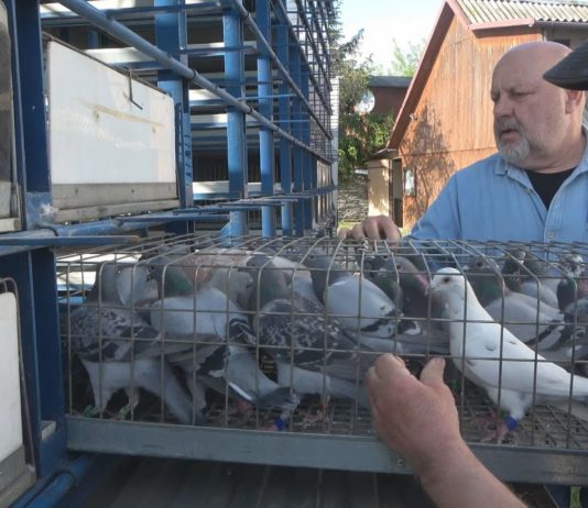 GOŁĘBIE ZNÓW W AKCJI – TARNOBRZESKI ODDZIAŁ ROZPOCZĄŁ NOWY SEZON