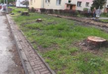 AWANTURA O DRZEWA W TARNOBRZEGU – INWESTYCJE Z WYCINKAMI W TLE