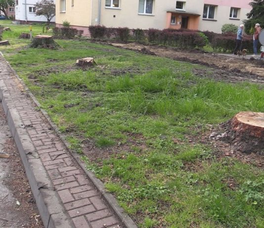 AWANTURA O DRZEWA W TARNOBRZEGU – INWESTYCJE Z WYCINKAMI W TLE