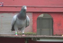 PIERWSZA CZĘŚĆ SEZONU ZAKOŃCZONA – GOŁĘBIE POCZTOWE DAŁY WIELE EMOCJI