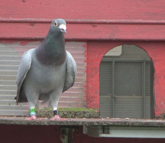 PIERWSZA CZĘŚĆ SEZONU ZAKOŃCZONA – GOŁĘBIE POCZTOWE DAŁY WIELE EMOCJI