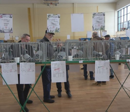 HODOWCY ZAPREZENTOWALI GOŁĘBIE POCZTOWE – OKRĘGOWA WYSTAWA W NOWEJ DĘBIE