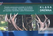 ZREALIZOWALI PROJEKT „KLASA Z DREWNA” – W GRĘBOWIE PROMUJĄ UROKI LASÓW