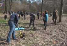 POSADZILI NOWE DRZEWA – AKCJA EDUKACYJNA NA LESIE ZWIERZYNIECKIM