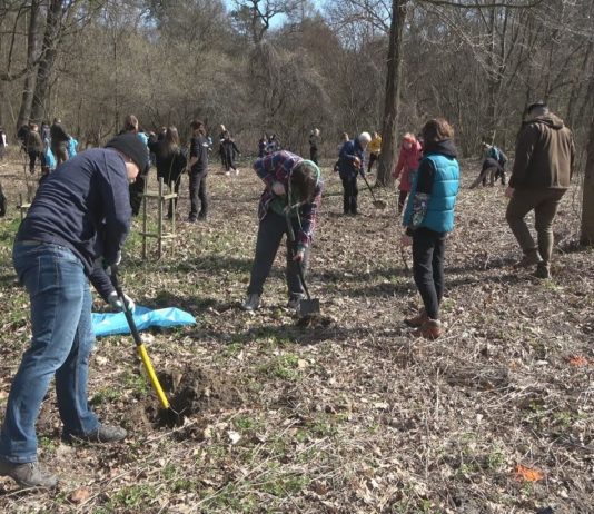 POSADZILI NOWE DRZEWA – AKCJA EDUKACYJNA NA LESIE ZWIERZYNIECKIM