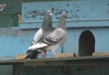 SEZON LOTOWY W PEŁNI – RYWALIZACJA GOŁĘBI POCZTOWYCH Z TARNOBRZESKIEGO ODDZIAŁU