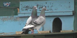 SEZON LOTOWY W PEŁNI – RYWALIZACJA GOŁĘBI POCZTOWYCH Z TARNOBRZESKIEGO ODDZIAŁU