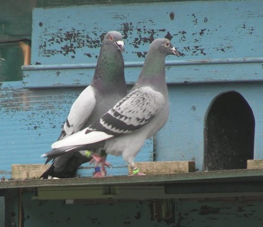 SEZON LOTOWY W PEŁNI – RYWALIZACJA GOŁĘBI POCZTOWYCH Z TARNOBRZESKIEGO ODDZIAŁU