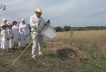 ZAPREZENTOWALI STAROPOLSKIE ŻNIWA – W SANDOMIERSKIM NADBRZEZIU DBAJĄ O TRADYCJĘ
