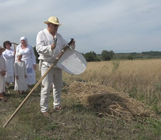 ZAPREZENTOWALI STAROPOLSKIE ŻNIWA – W SANDOMIERSKIM NADBRZEZIU DBAJĄ O TRADYCJĘ