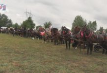 FURMANKI ZJECHAŁY DO FURMANÓW – REKORDOWY ZLOT W GMINIE GORZYCE