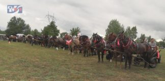 FURMANKI ZJECHAŁY DO FURMANÓW – REKORDOWY ZLOT W GMINIE GORZYCE