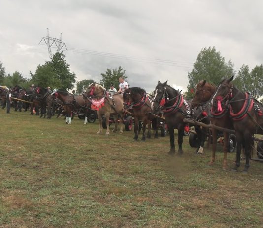 FURMANKI ZJECHAŁY DO FURMANÓW – REKORDOWY ZLOT W GMINIE GORZYCE