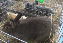 KRÓLIKI WIEDEŃSKIE W ROLI GŁÓWNEJ – MIĘDZYNARODOWA WYSTAWA W NOWEJ DĘBIE