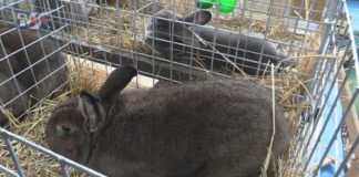 KRÓLIKI WIEDEŃSKIE W ROLI GŁÓWNEJ – MIĘDZYNARODOWA WYSTAWA W NOWEJ DĘBIE