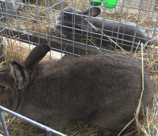 KRÓLIKI WIEDEŃSKIE W ROLI GŁÓWNEJ – MIĘDZYNARODOWA WYSTAWA W NOWEJ DĘBIE