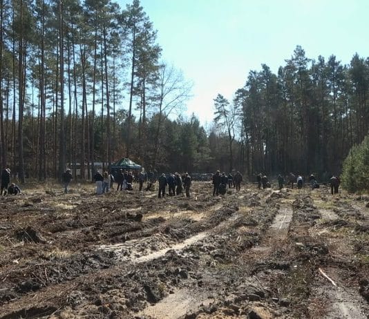 RAZEM DLA LASU – NA TERENIE GMINY NOWA DĘBA SADZILI DRZEWA