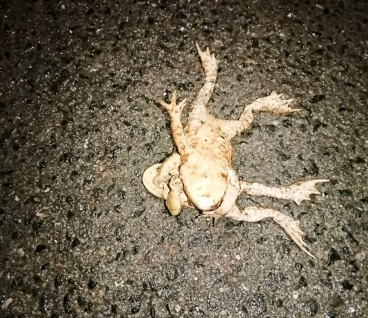 Podkarpackie Towarzystwo Przyrodników – Płazy, budki, bociany i nowe rezerwaty.