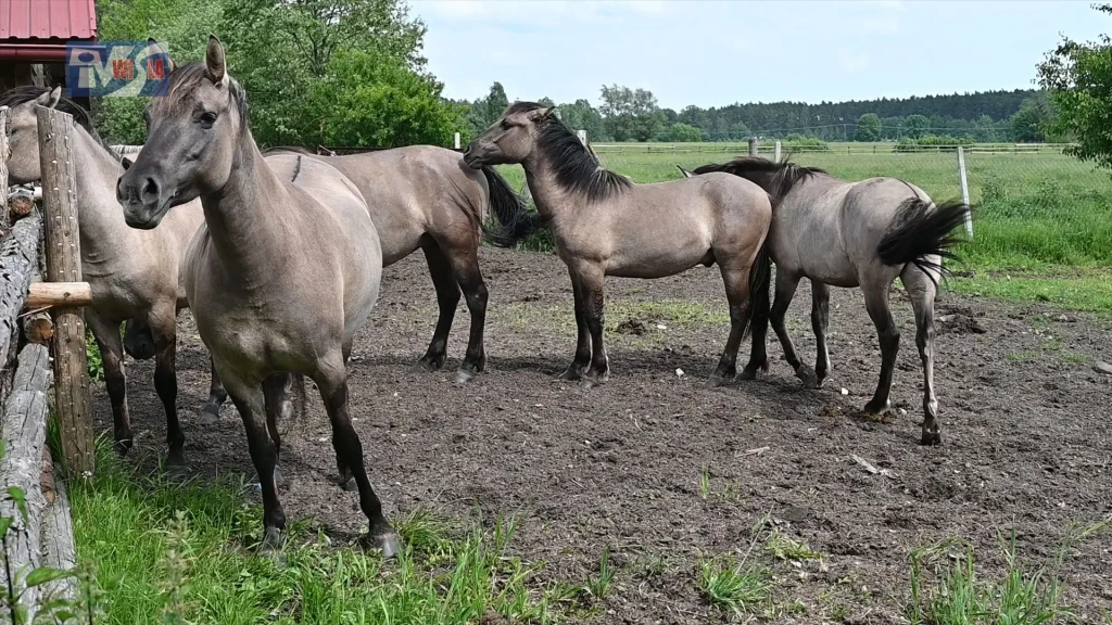 Edukacyjna wyprawa do Lasów Janowskich (12)
