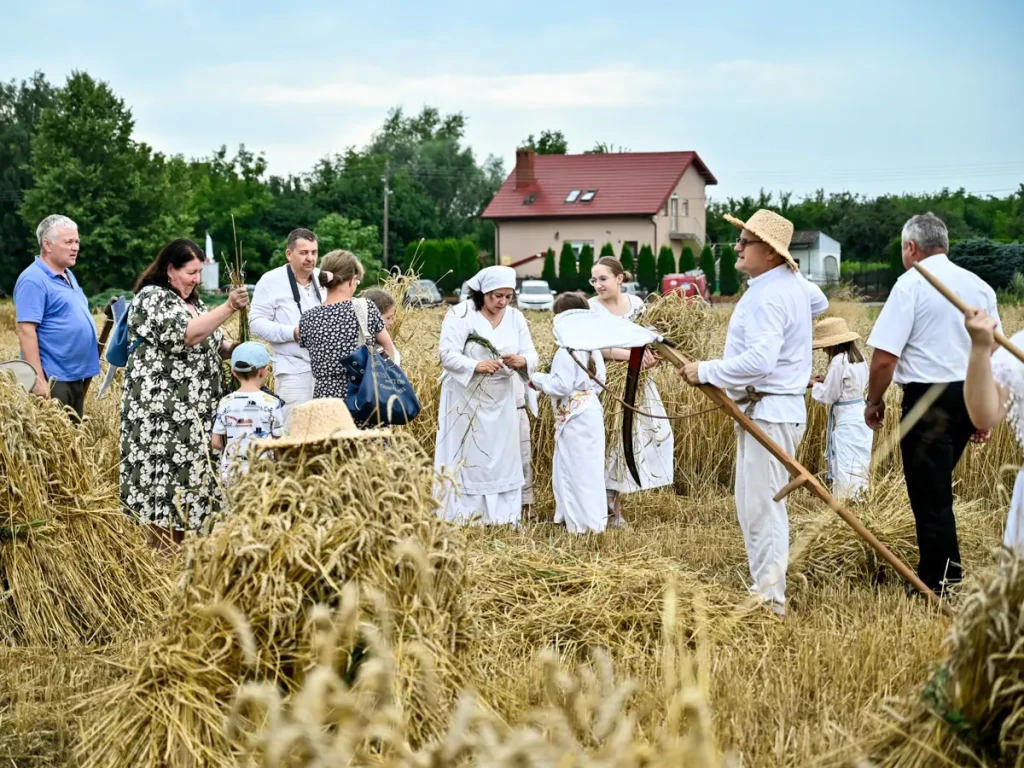 STAROPOLSKIE ŻNIWA-10