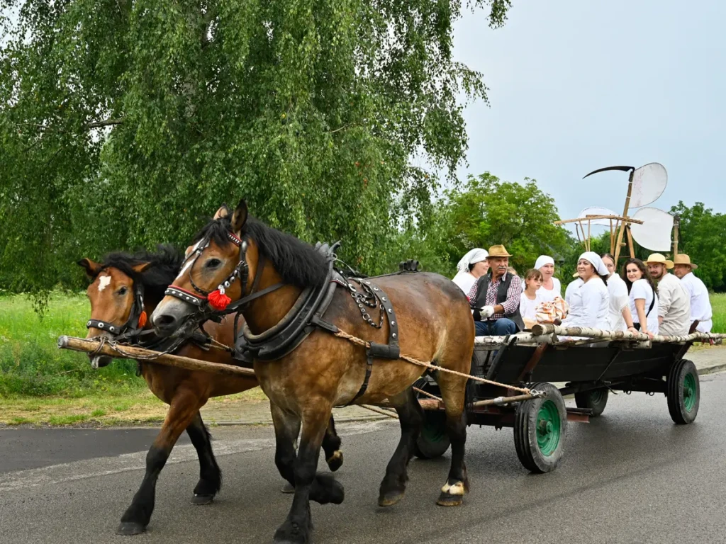 STAROPOLSKIE ŻNIWA-22