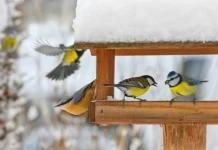 DOKARMIANIE PTAKÓW – KIEDY I JAK – ZIMA 2026 DOKARMIANIE PTAKÓW